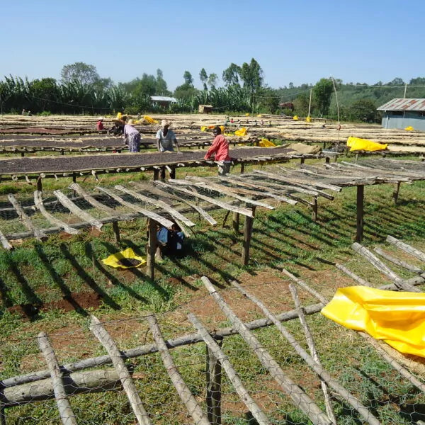 Shilicho, Bio-Espresso (Äthiopien) Röstkaffee