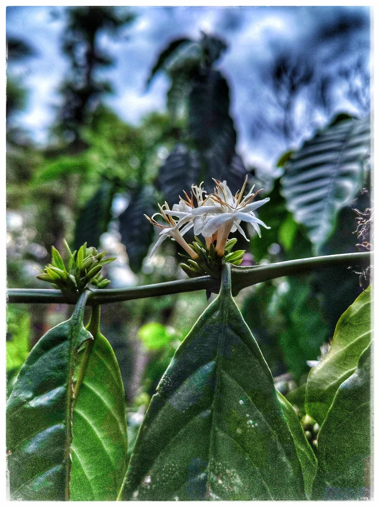 Wayanad Honey Robusta, Bio-Espresso (Indien) – limitierte Sonderedition Ernte ´25 Röstkaffee