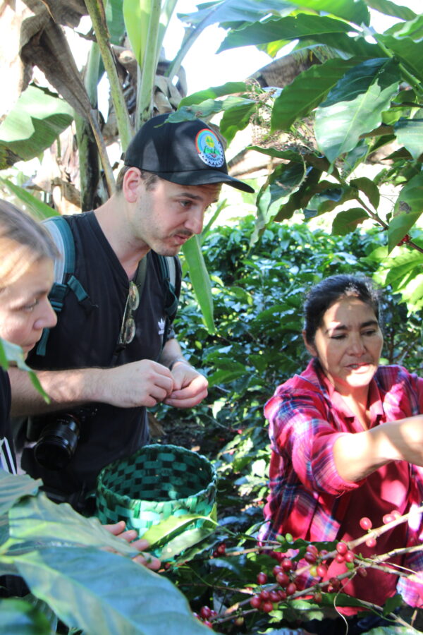 Marcala Miel, Bio-Kaffee (Honduras) Röstkaffee
