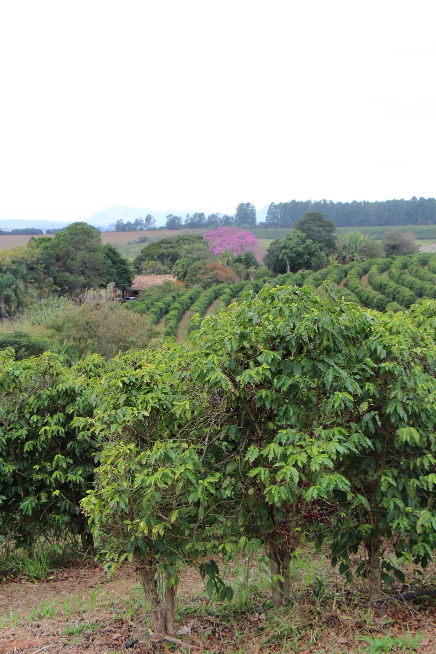 Pedro, Bio-Kaffee (Brasilien) Röstkaffee