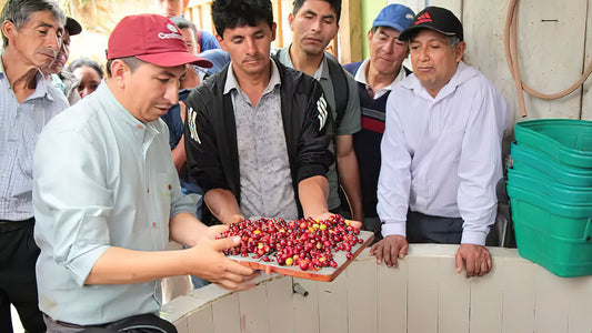 Kaffeebauern prüfen die gepflügten Kaffeekirschen