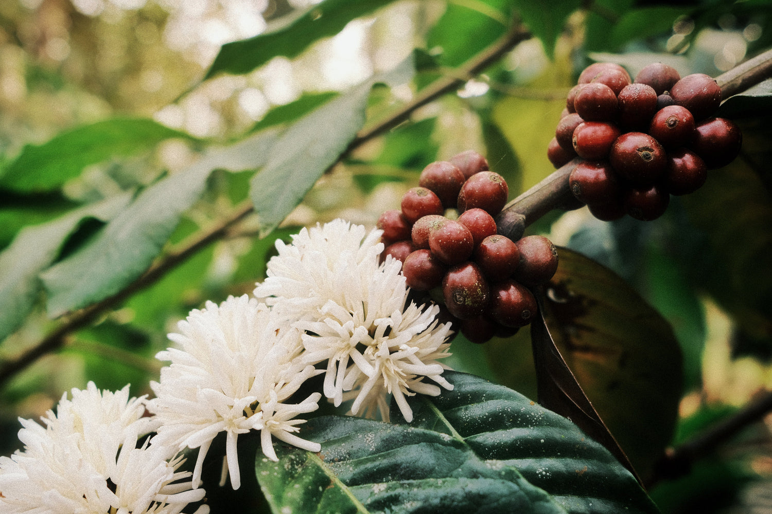 Espresso Blends