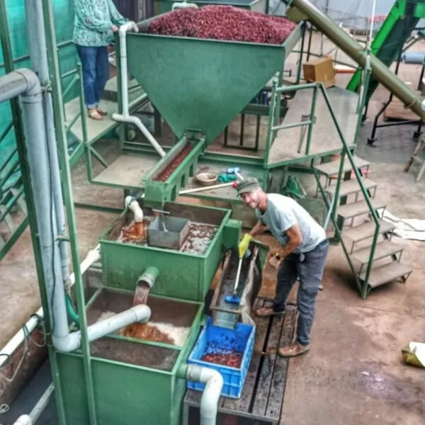 Wayanad Kaapi Fine Robusta, Bio-Espresso (Indien) – Ernte 2025 Röstkaffee