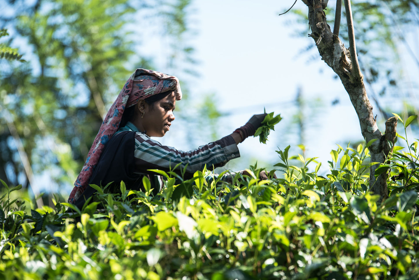 Grüntee Sinharaja Elephant, Sencha