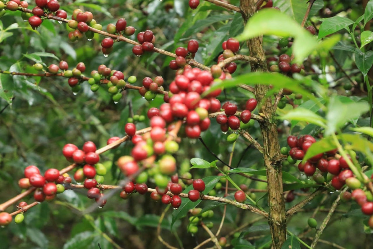 Banko Micica, Bio-Kaffee (Äthiopien) Röstkaffee