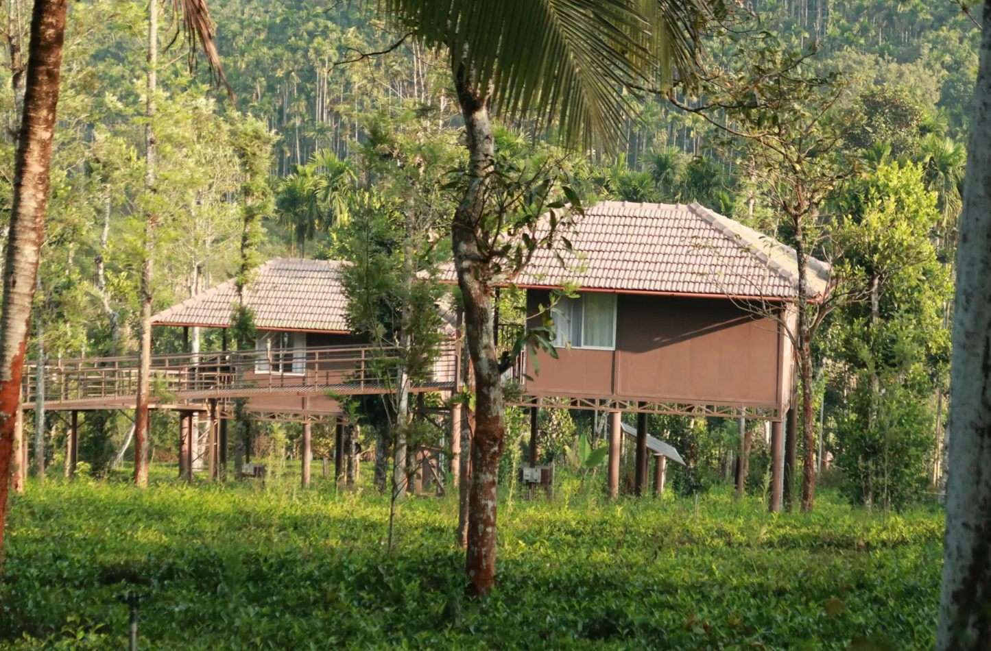 Manufaktur-Grüntee Indien ‚Nilgiri‘