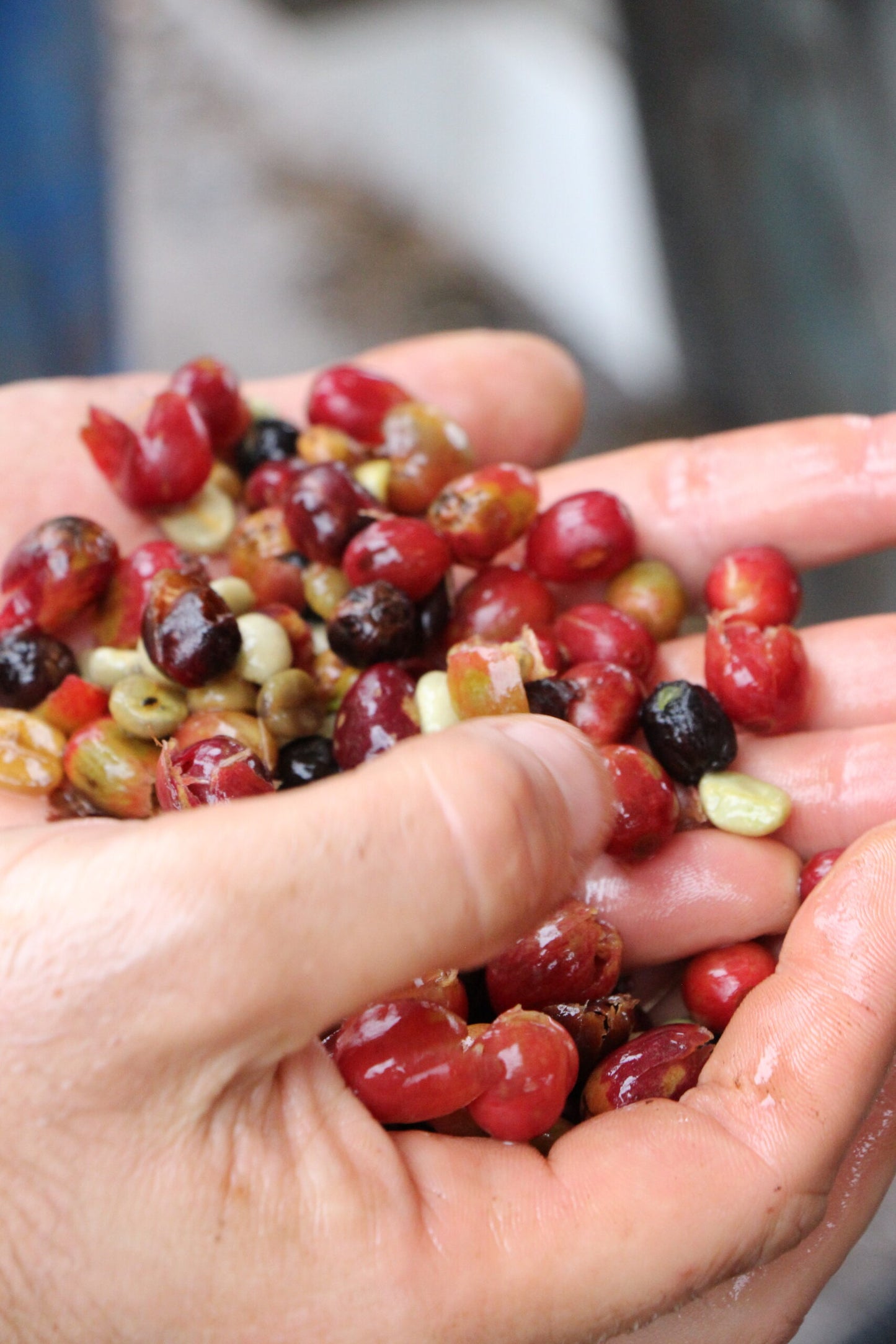 Pedro, Bio-Kaffee (Brasilien) Röstkaffee