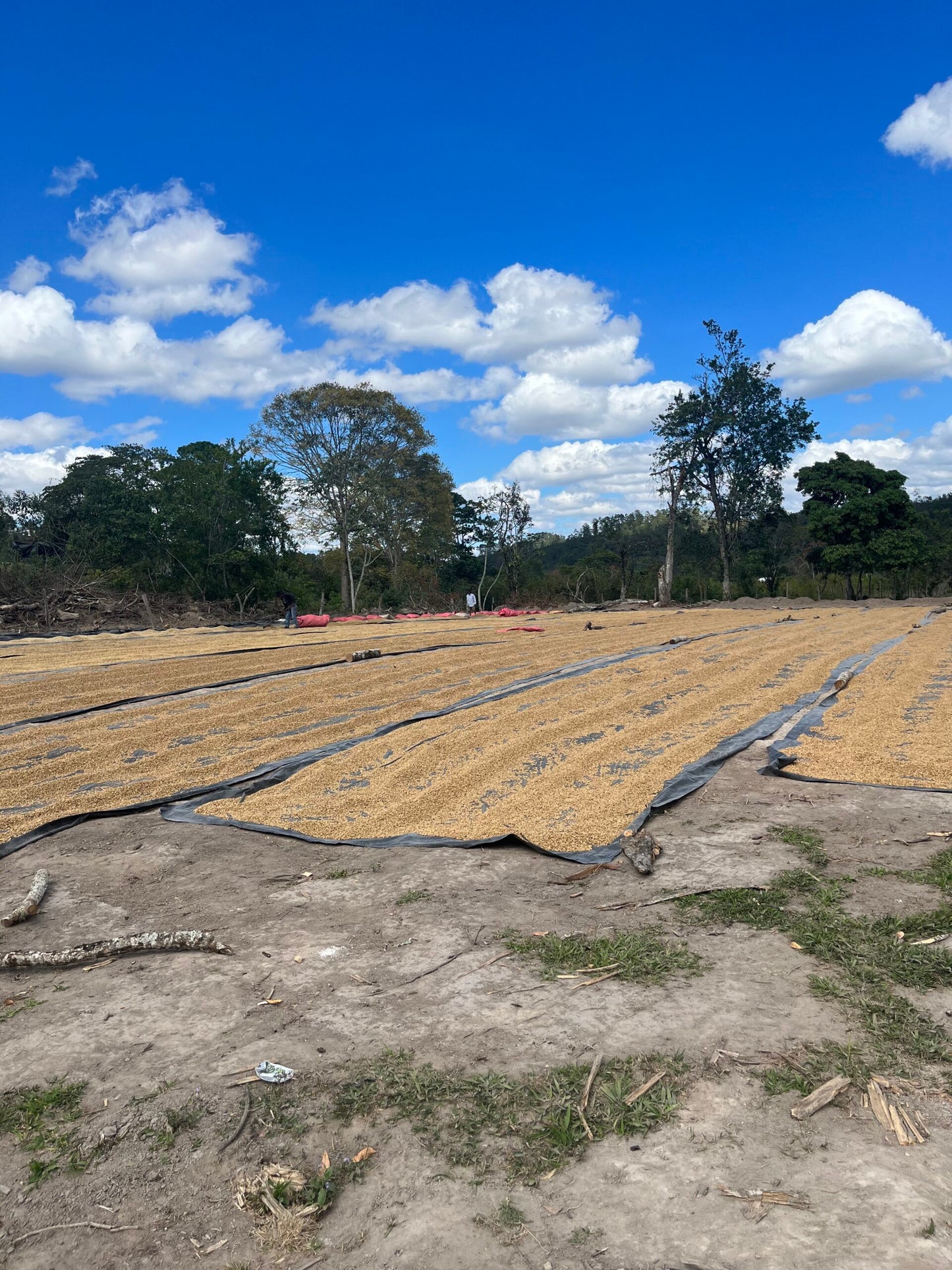 Marcala, Bio-Kaffee (Honduras) Röstkaffee