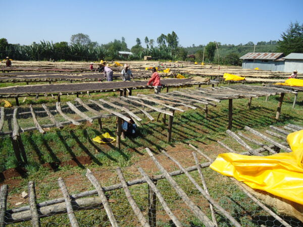 Shilicho, Bio-Kaffee (Äthiopien) Röstkaffee