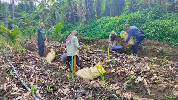 Wayanad Honey Anaerobic Fine Robusta, Bio-Espresso (Indien) Röstkaffee