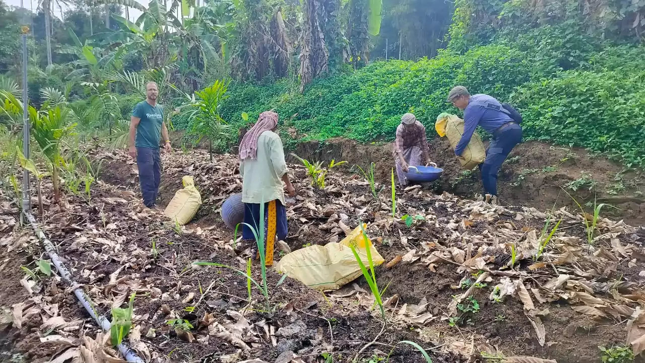 Wayanad Honey Robusta, Bio-Espresso (Indien) – limitierte Sonderedition Ernte ´25 Röstkaffee