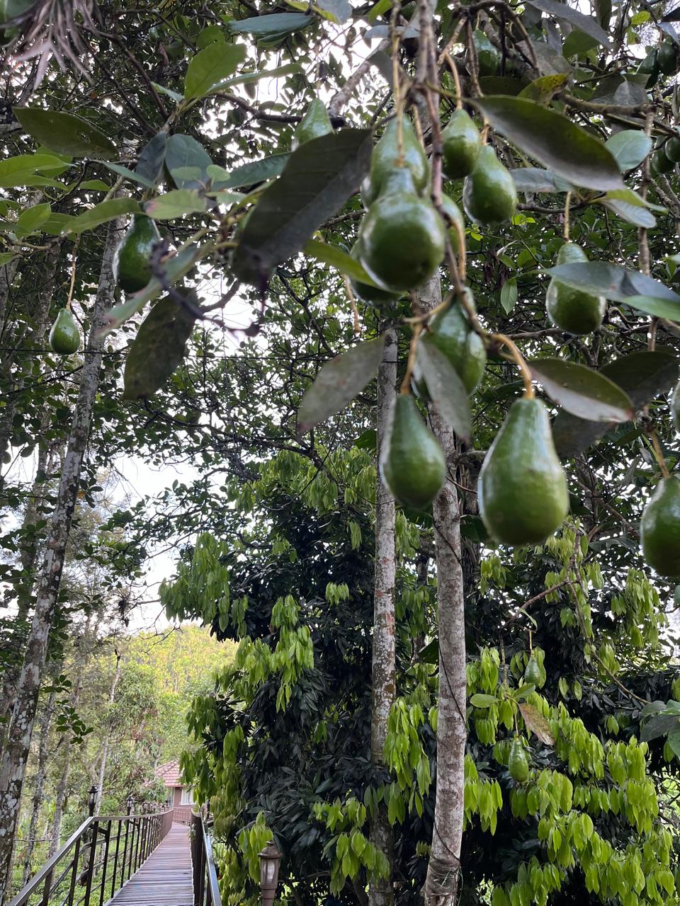 Manufaktur-Grüntee Indien ‚Nilgiri‘
