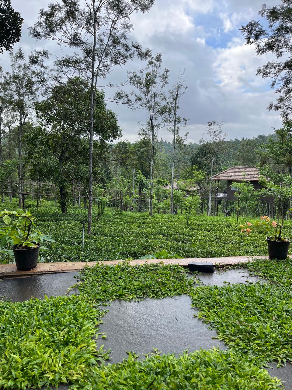 Manufaktur-Grüntee Indien ‚Nilgiri‘