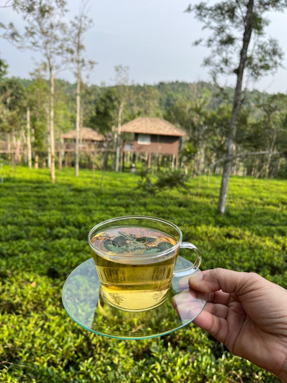 Manufaktur-Grüntee Indien ‚Nilgiri‘