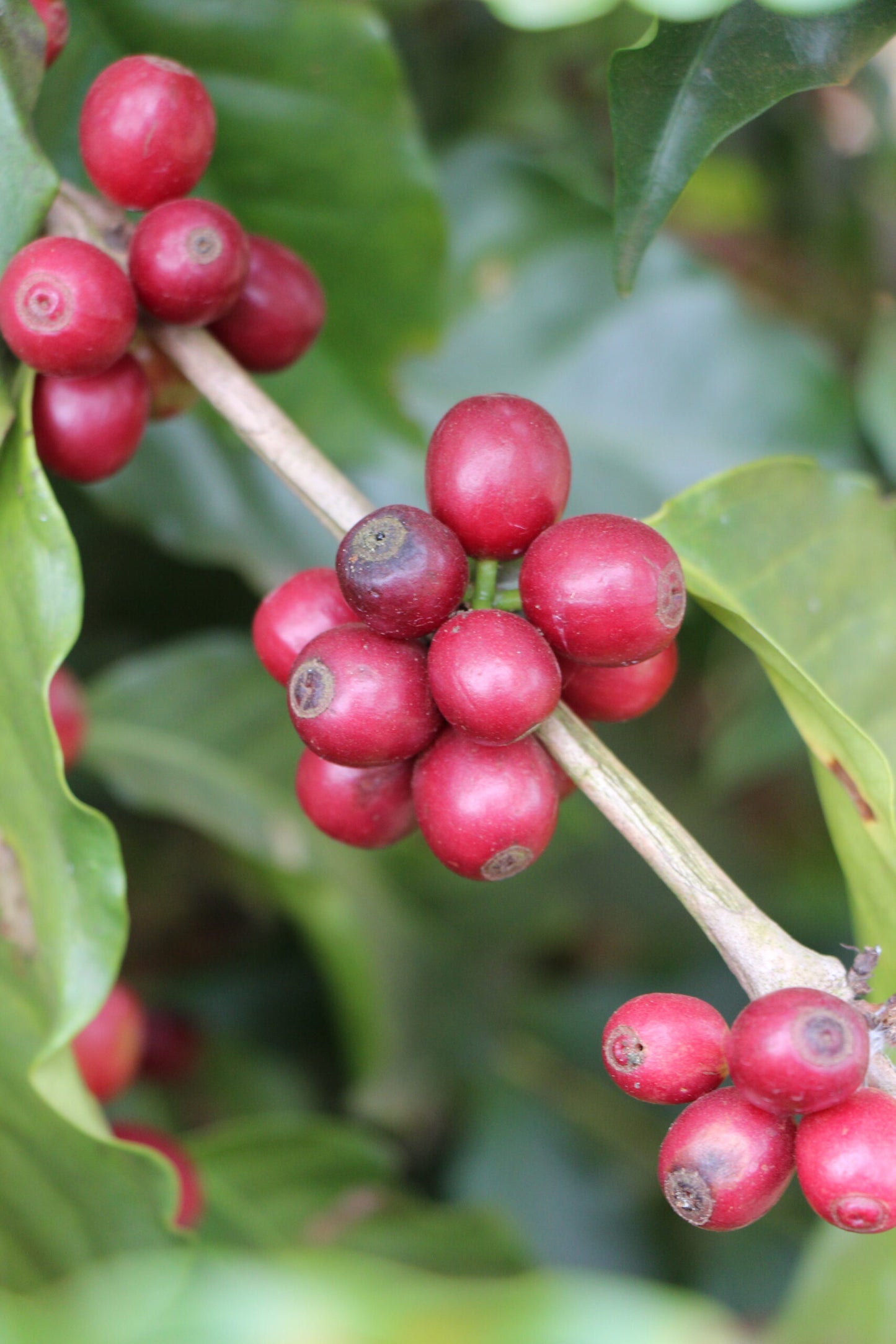 Pedro, Bio-Kaffee (Brasilien) Röstkaffee