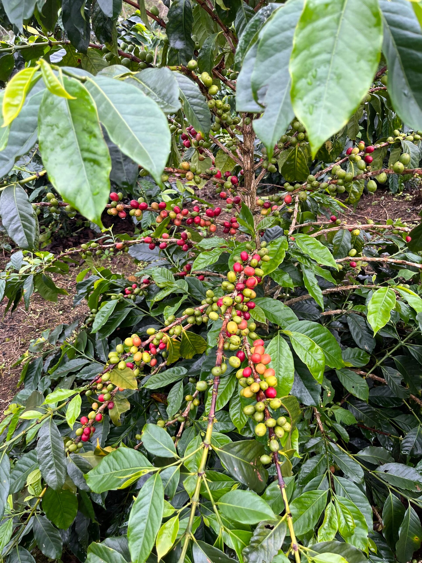 Unicorn, BIO-Kaffee (Sumatra) Röstkaffee