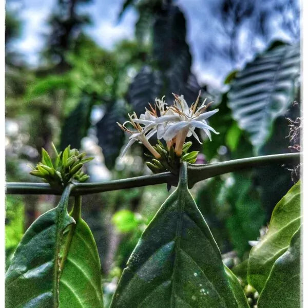 Wayanad Kaapi Fine Robusta, Bio-Espresso (Indien) – Ernte 2025 Röstkaffee