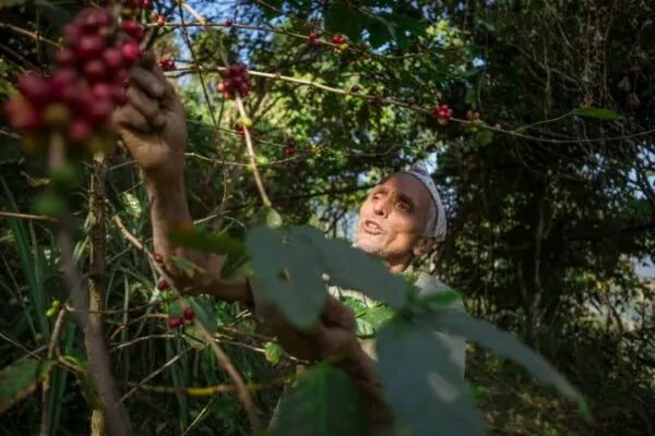 Mithai, Espresso (Nepal) Röstkaffee
