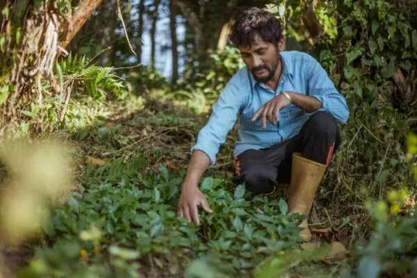 Mithai, Espresso (Nepal) Röstkaffee