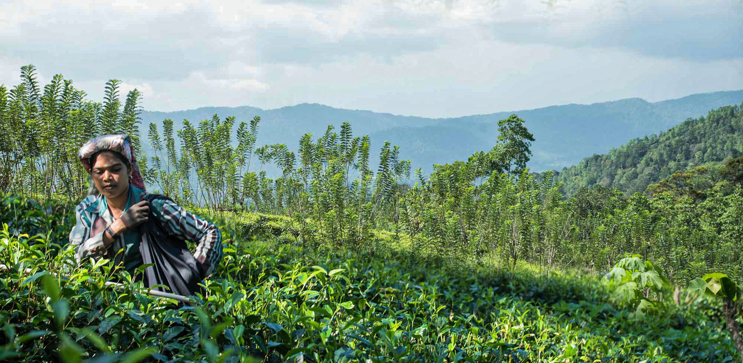 Grüntee Sinharaja Elephant, Sencha