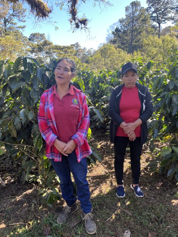 Marcala Miel, Bio-Kaffee (Honduras) Röstkaffee