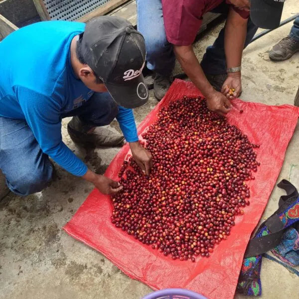 Manos Campesinas, Bio-Espresso (Guatemala) Röstkaffee