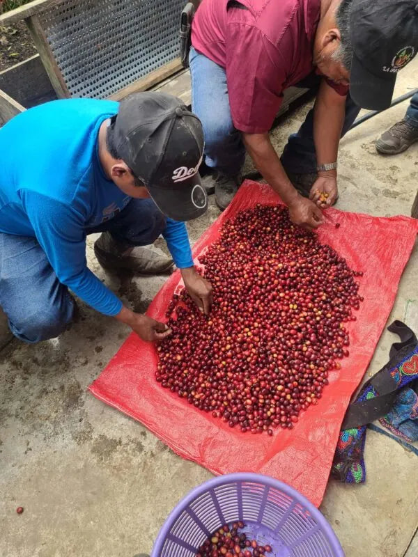 Manos Campesinas, Bio-Kaffee (Guatemala) Röstkaffee