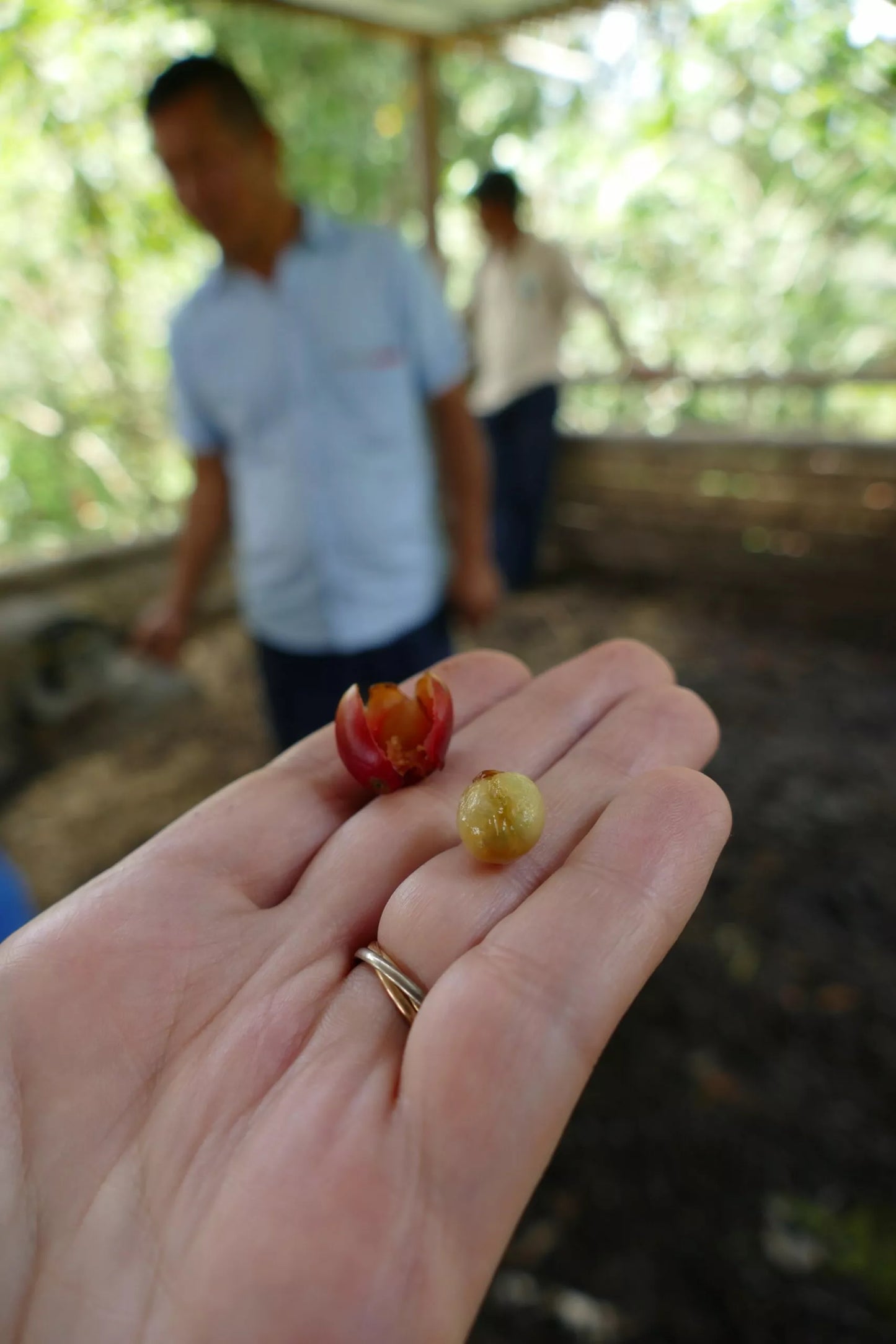 Cosurca Decaf Omniroast (Kolumbien), CO²-entkoffeniert Röstkaffee