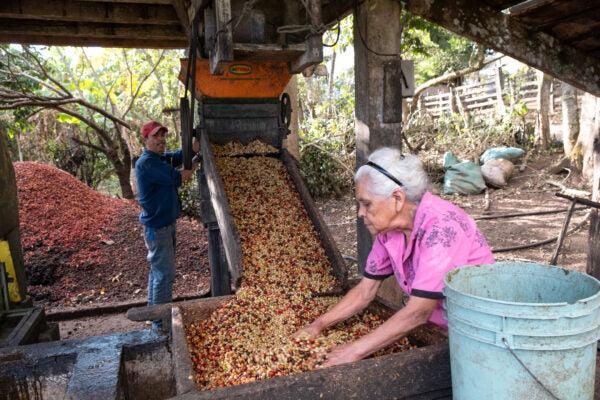 Las Diosas, Bio-Kaffee (Nicaragua) Röstkaffee
