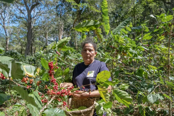 Las Diosas, Bio-Espresso (Nicaragua) Röstkaffee