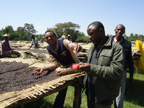 Shilicho, Bio-Kaffee (Äthiopien) Röstkaffee