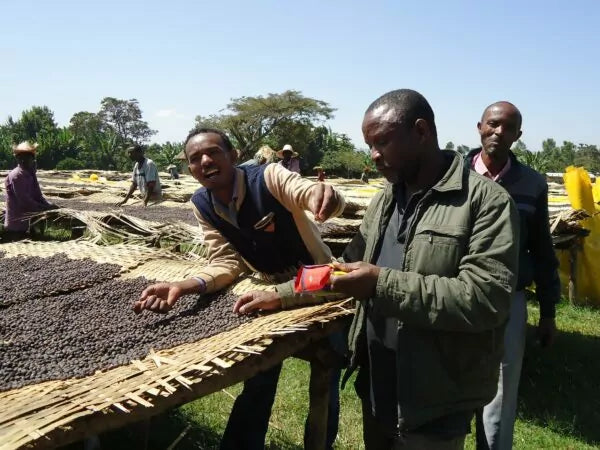 Shilicho, Bio-Espresso (Äthiopien) Röstkaffee