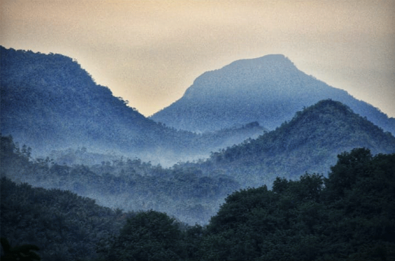 Grüntee Sinharaja Elephant, Sencha